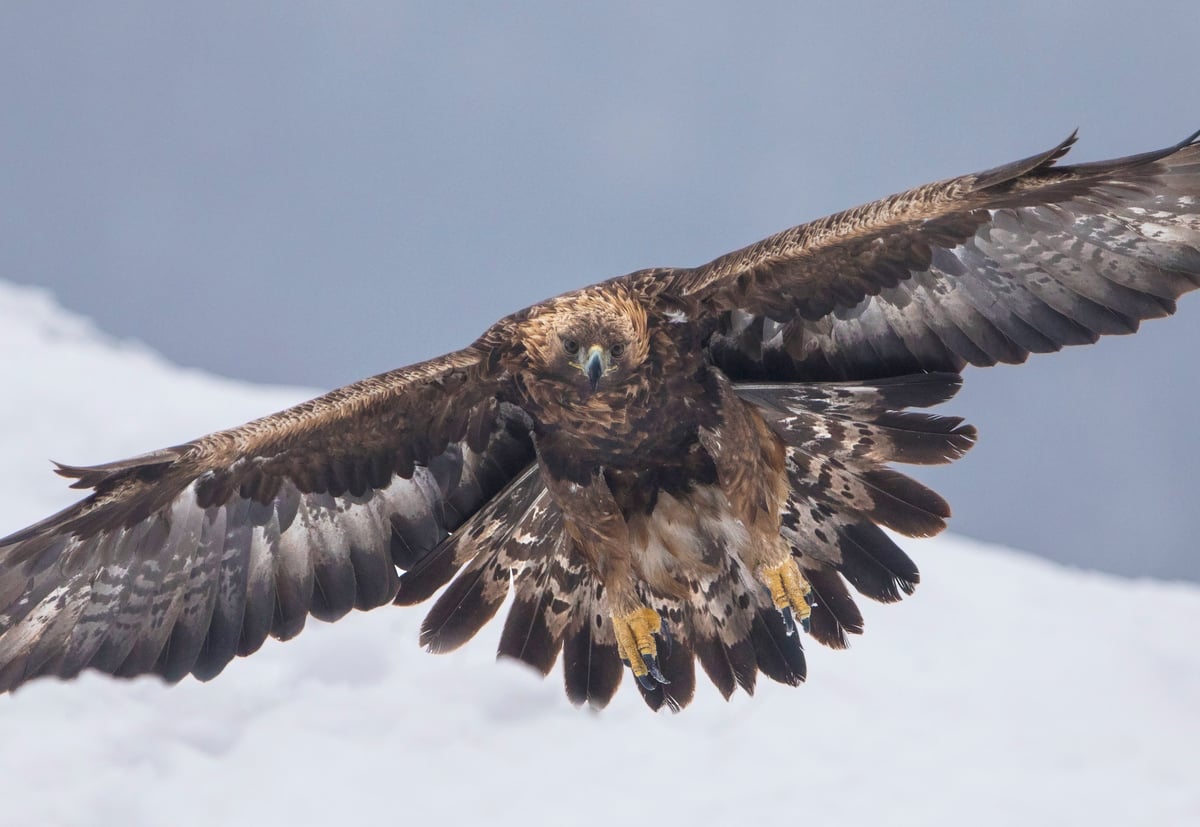 Ravens (Corvus corax) and a Golden Eagle (Aquila chrysaetos), at a